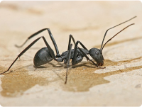 Carpenter-Ants