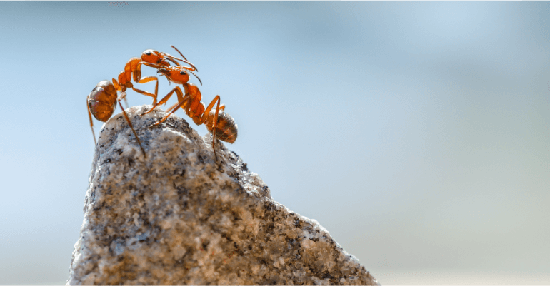Complex-Universe-of-Ants-1