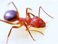Fire-ant