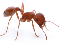 Harvester-Ants