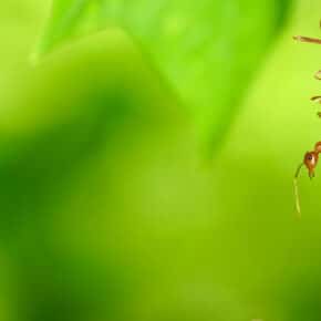 How Many Types of Ants Are There?