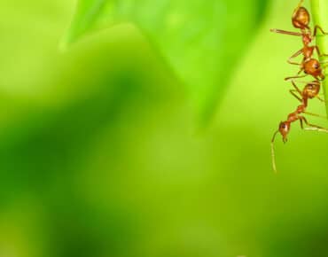 How Many Types of Ants Are There?