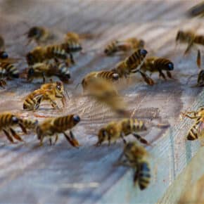 How-to-Remove-a-Wasp-Nest-Without-Killing-Them