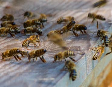 How-to-Remove-a-Wasp-Nest-Without-Killing-Them