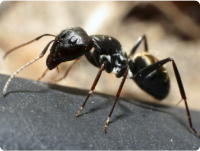 Pavement-Ants