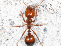 Red-Imported-Fire-Ants-Solenopsis-invicta