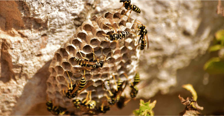 The-Wasps-Role-in-the-Ecosystem