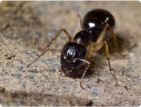Worker-ants